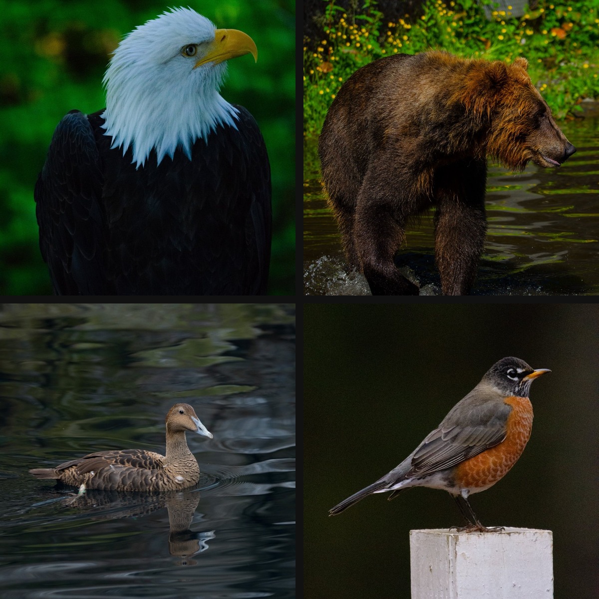 Wildlife Photography collage by Seth J Photography