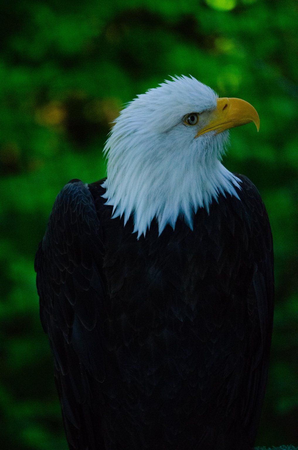Bald eagle portrait
