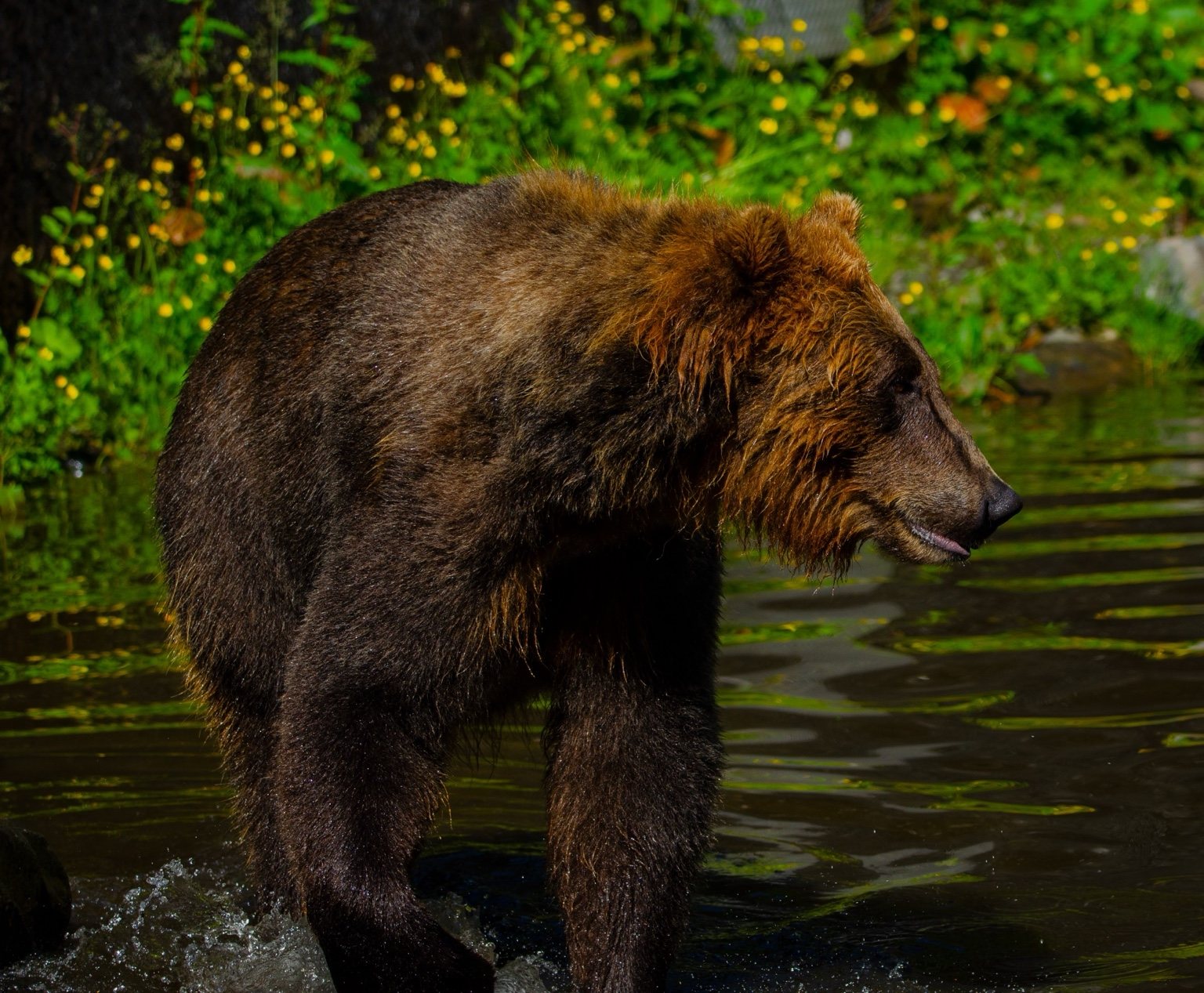 Bear in water
