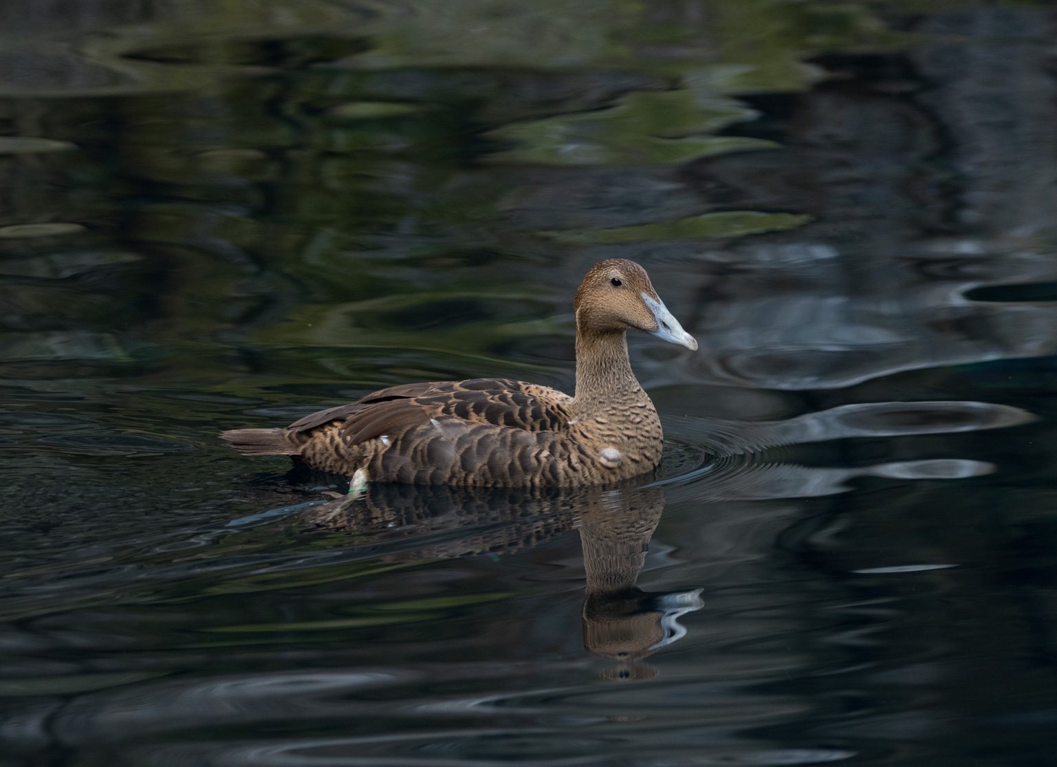 Duck with water reflection