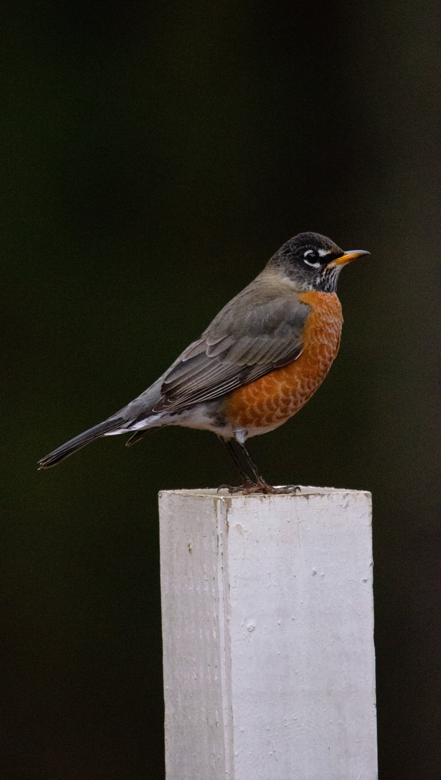 Robin portrait
