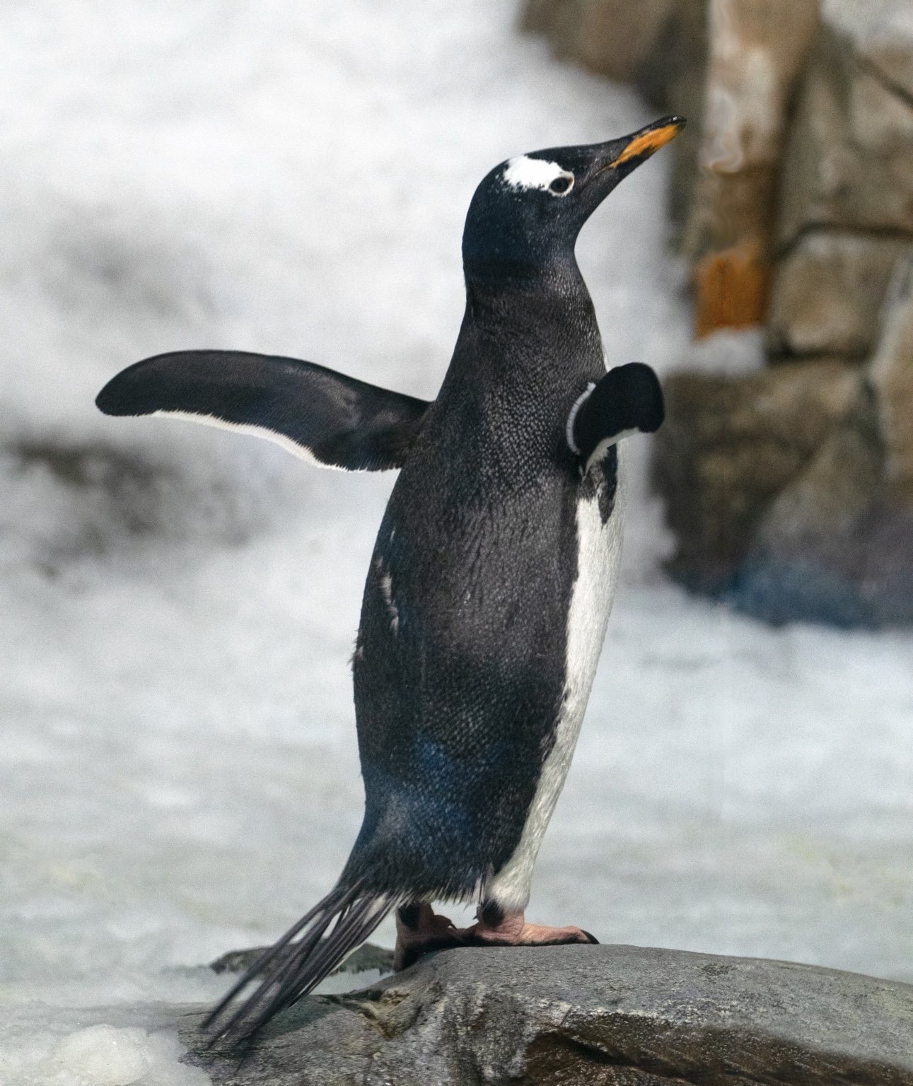 Penguin portrait