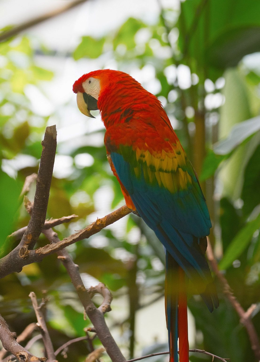 Colorful macaw