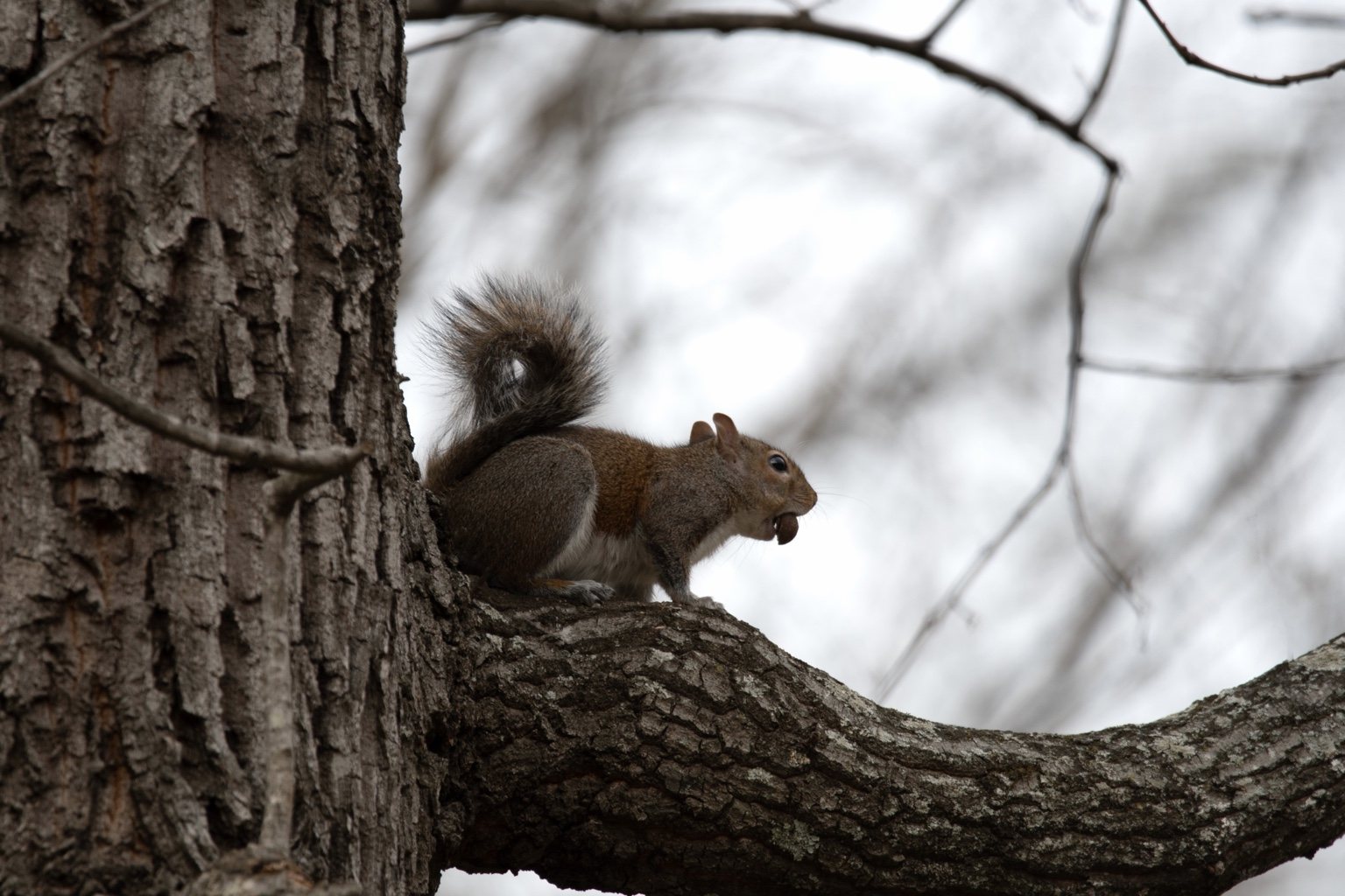 Squirrel with acorn