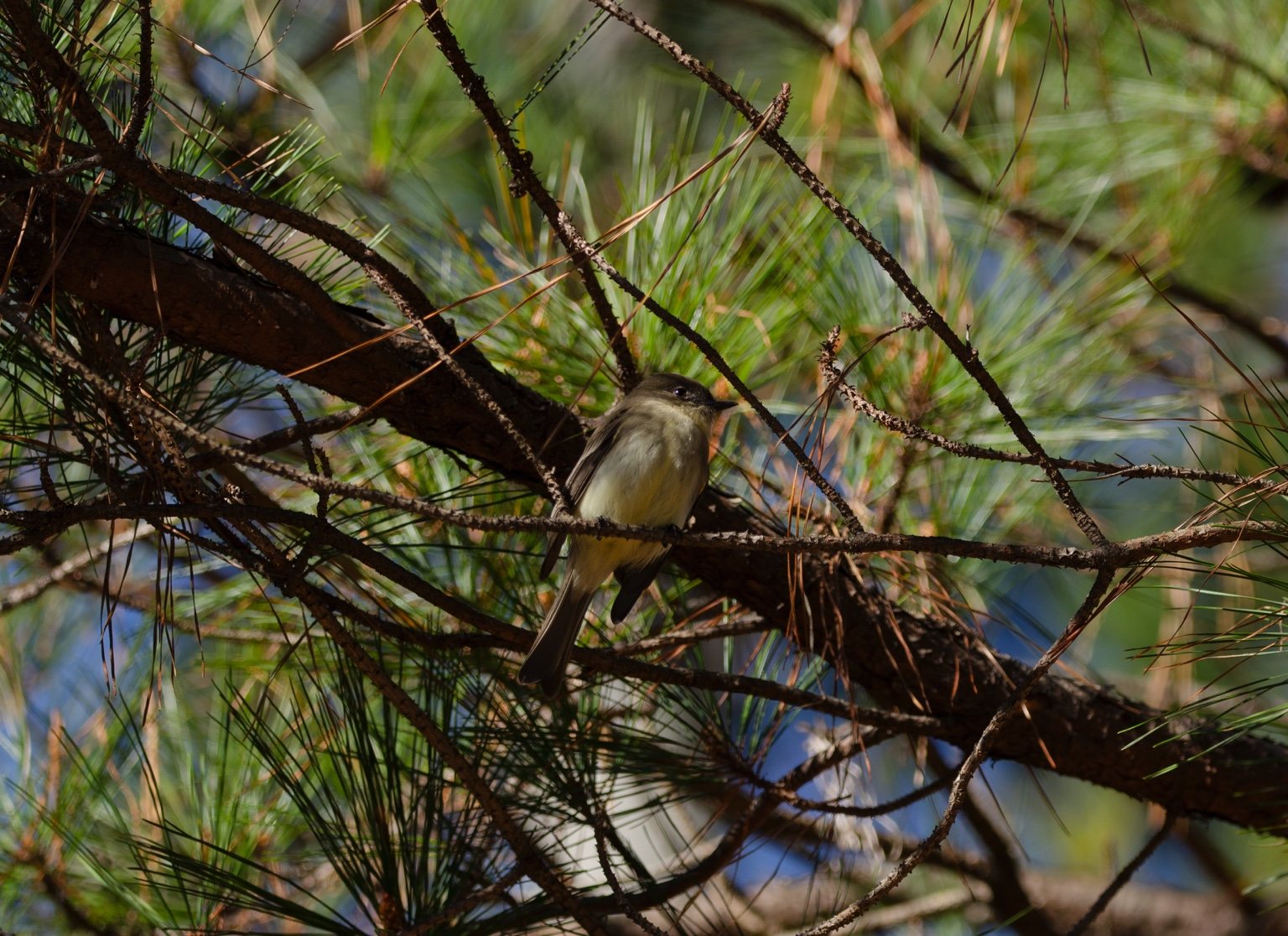 Small bird in pine branches