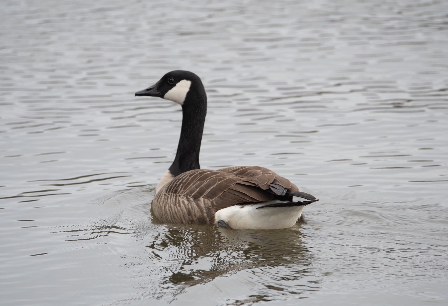 Canada goose on water